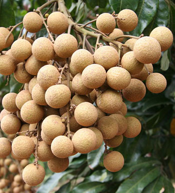 吃龍眼會(huì)上火嗎 怎么吃龍眼才健康