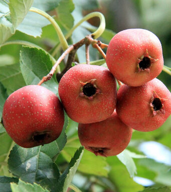 山楂的功效與作用 血淤型痛經(jīng)者的保健佳品