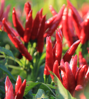 急性腸胃炎 飲食注意事項(xiàng)