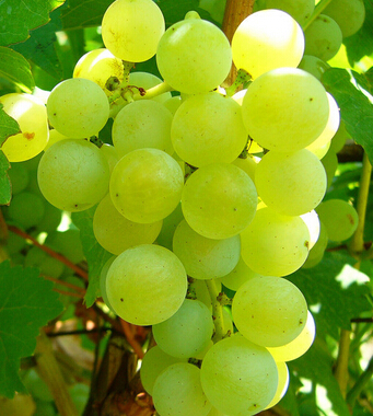 秋天吃什么水果好 秋天不可錯(cuò)過(guò)的10水果