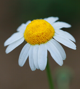 脾氣暴躁怎么辦 更年期女性如何緩解情緒