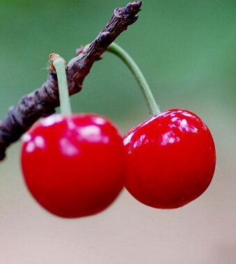 吃櫻桃有什么好處 夏食櫻桃補(bǔ)氣養(yǎng)心
