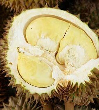 榴蓮的營養(yǎng)價(jià)值 有哪些保健作用