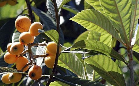 內(nèi)分泌失調(diào)吃什么好 這10大食物幫助你