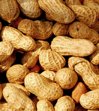 飲食與健康 9種人吃花生小心會喪命