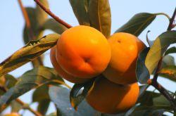 柿子怎么吃不澀 柿子相克食物大盤(pán)點(diǎn)