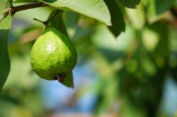 番石榴的營(yíng)養(yǎng)價(jià)值介紹 番石榴籽吃了會(huì)便秘嗎