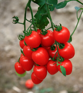 圣女果的營養(yǎng)價值 小小圣女果大作用