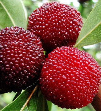 飲食養(yǎng)生常識(shí) 糖尿病患者可以吃楊梅嗎