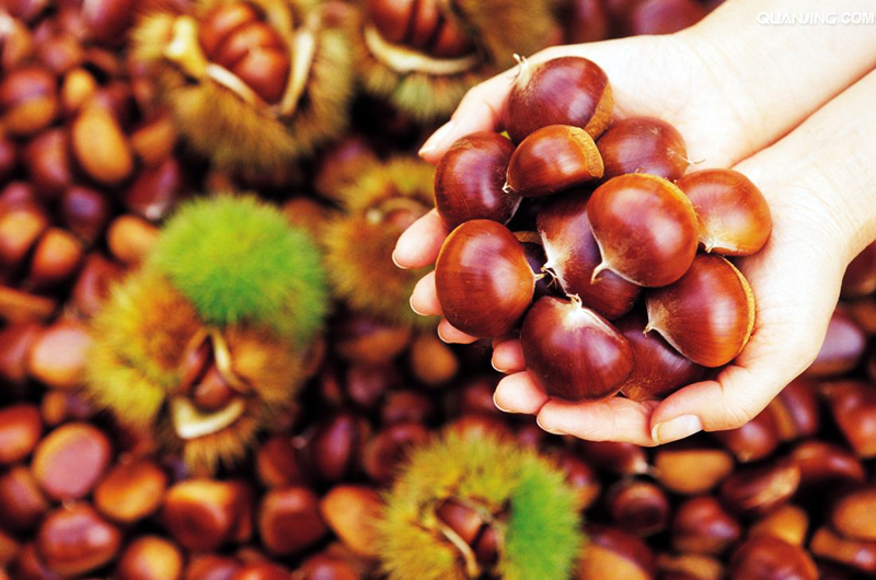 孕婦可以吃板栗嗎 細數(shù)板栗的營養(yǎng)價值