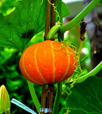 南瓜的吃法 吃南瓜要謹(jǐn)記6大忌