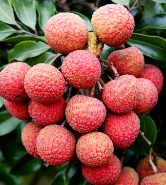 荔枝的功效與作用 補(bǔ)脾防斑多吃荔枝