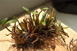 延年益壽 石斛的功效作用及附方介紹