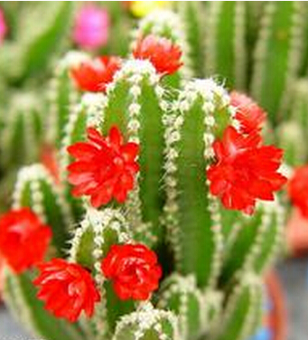 風(fēng)水大師 為你盤點(diǎn)那些招小人的物件