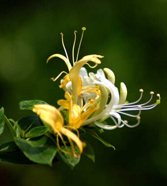 女性養(yǎng)生保健 女人需警惕這些寒涼美食