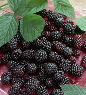 氣血不足吃什么好 推薦九大補(bǔ)氣血的食物