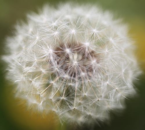 隨風飄蕩的蒲公英泡水喝的功效你知道嗎