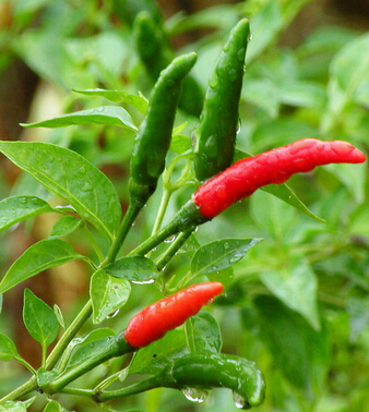 腸胃不好怎么辦 小心10種食物讓你小命不保