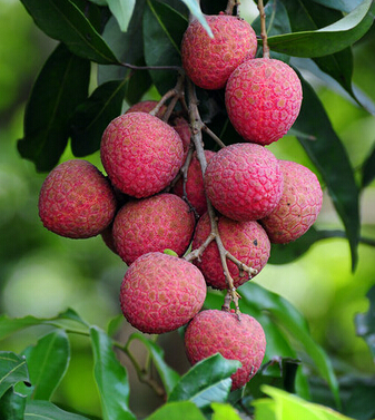 荔枝的功效與作用 補(bǔ)脾防斑多吃荔枝