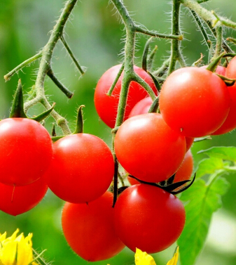 圣女果的營養(yǎng)價值 小小圣女果大作用