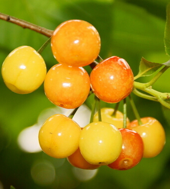 水果的營養(yǎng)價值 水果大戰(zhàn) 星期綜合征