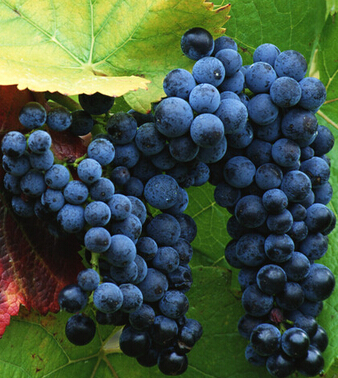 氣血不足吃什么好 推薦九大補(bǔ)氣血的食物