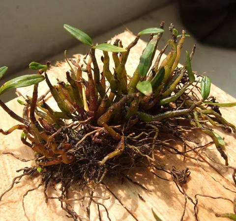 延年益壽 石斛的功效作用及附方介紹