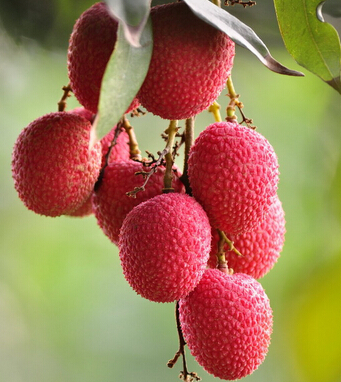 荔枝的功效與作用 補(bǔ)脾防斑多吃荔枝