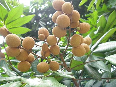 攻火上身之桂圓吃多了會(huì)怎樣