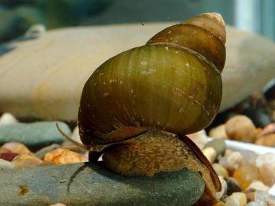 孕婦能吃田螺嗎？孕婦吃田螺有什么影響？