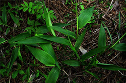 清心除煩 淡竹葉的功效與作用及禁忌介紹