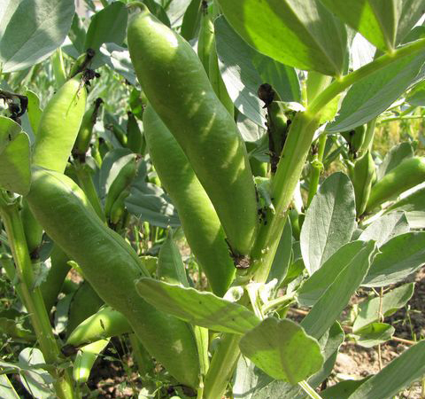 利濕消腫 蠶豆的功效與作用及吃法介紹