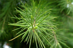 滋陰補(bǔ)陽 松針的功效與作用及吃法介紹