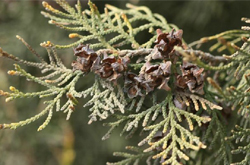 清熱止咳 側(cè)柏葉的功效與作用及配方介紹