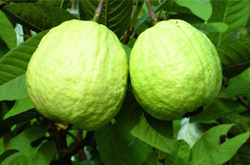 增加食欲 番石榴的功效與作用及營養(yǎng)價(jià)值介紹