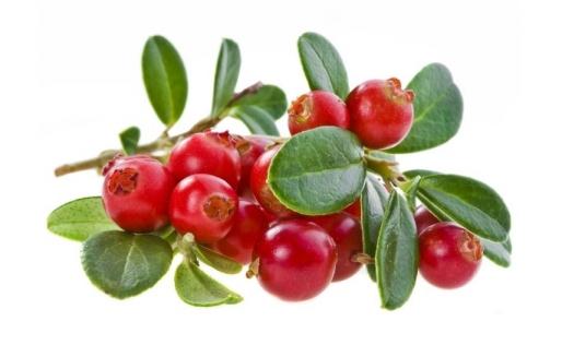 蔓越莓是什么？這是一種什么樣的水果？