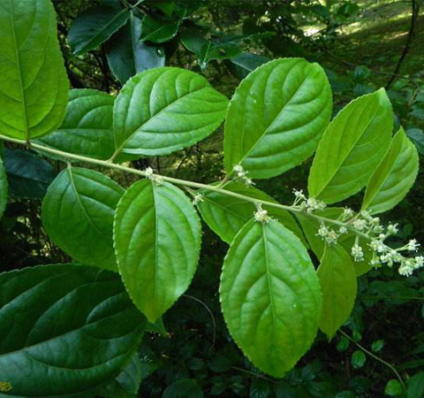 通絡(luò)止痛 雷公藤的功效與作用及禁忌介紹