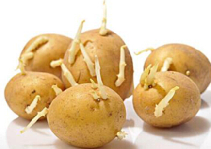 生活百科告訴你，發(fā)芽的土豆能吃嗎？