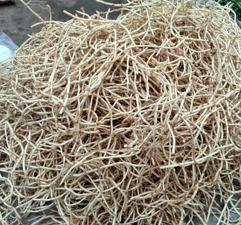 清熱解毒 魚腥草的副作用和功效介紹