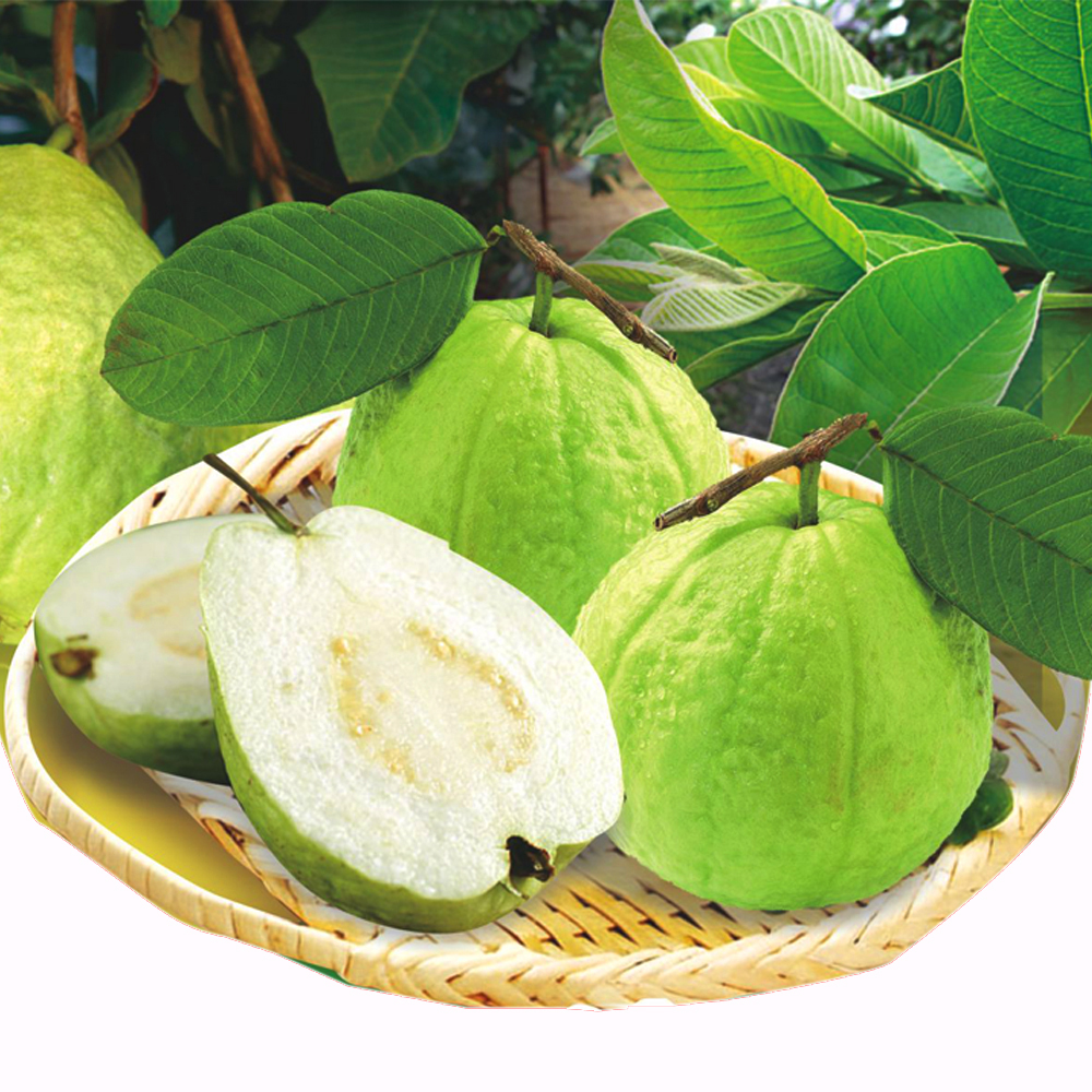 番石榴怎么吃 揭秘番石榴的功效與作用