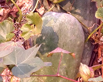 益母草膏的功效與作用，全方位為你分析