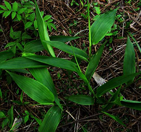清心除煩 淡竹葉的功效與作用及禁忌介紹