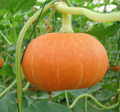 消除致癌物質(zhì) 南瓜的功效與作用及吃法介紹