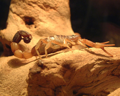 全蝎的功效與作用，全方位為你分析