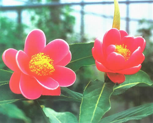 茶樹精油的功效，全方位為你分析