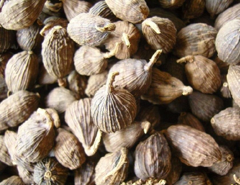 罪惡之花罌粟殼的功效與作用