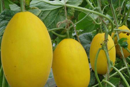 香瓜的功效與作用以及它的營養(yǎng)價值是什么