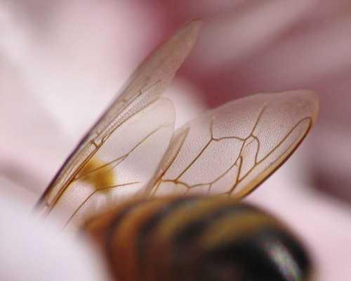 被蜜蜂蟄了怎么消腫，全方位為你分析