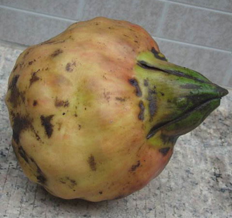 清心除熱 雞頭米的營(yíng)養(yǎng)價(jià)值及功效介紹