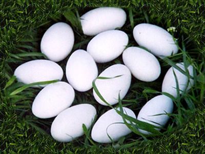 孕婦可以吃鵝蛋嗎 孕婦吃鵝蛋去胎毒嗎